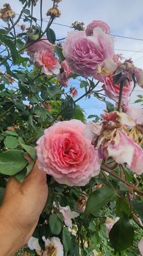  Auscryst Rose UNROOTED FRESH CUTTING-   English Shrub Rose  5-8" Long 2 cutting