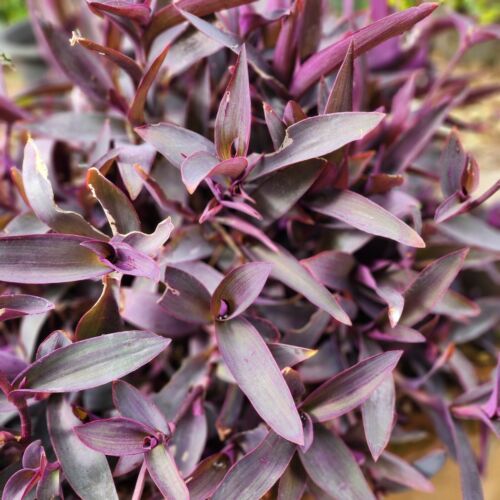 10pc Tradescantia ' Purple Heart ' CUTTINGS Wandering Jew Plant LIVE Houseplant