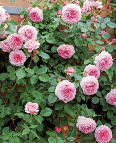  Auscryst Rose UNROOTED FRESH CUTTING-   English Shrub Rose  5-8" Long 2 cutting