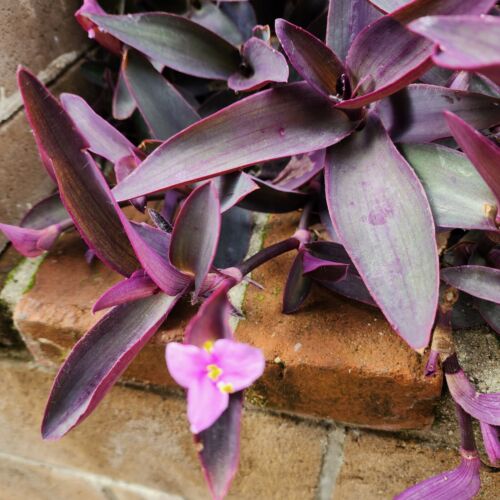 10pc Tradescantia ' Purple Heart ' CUTTINGS Wandering Jew Plant LIVE Houseplant