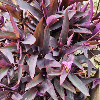 10pc Tradescantia ' Purple Heart ' CUTTINGS Wandering Jew Plant LIVE Houseplant