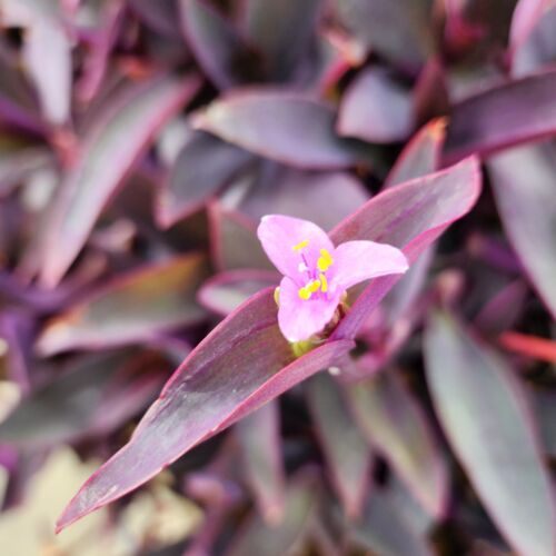 10pc Tradescantia ' Purple Heart ' CUTTINGS Wandering Jew Plant LIVE Houseplant