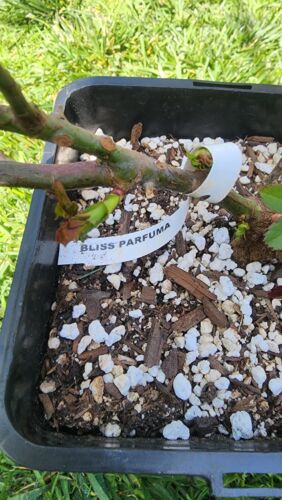 Bliss Parfuma Rose 3 years strong own rooted rose/ Kordes