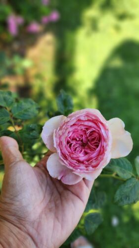  Ausoutcry Rose UNROOTED FRESH CUTTING-   English Rose  5-8" Long 2 cutting