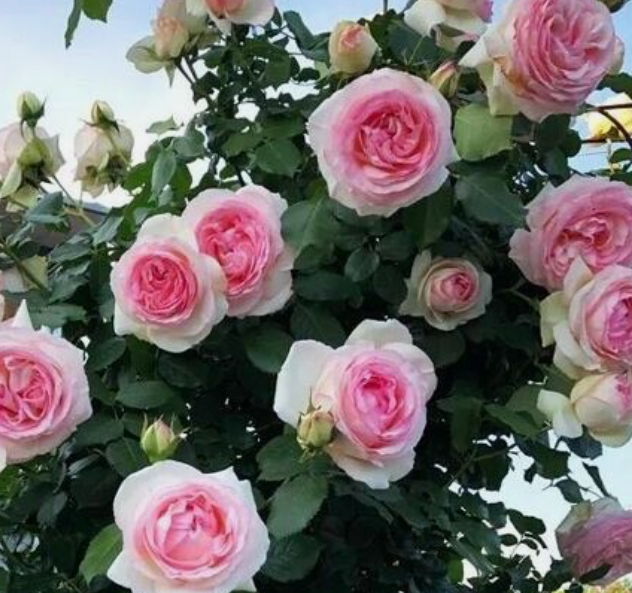 Beautiful Cream Pink Eden Climbing rose, 4 fresh cutting/unrooted