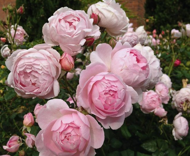 Ausland English Shrub rose  5-8" Long fresh 2 Unrooted  cuttings