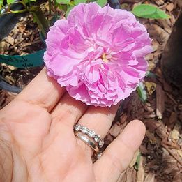 Caldwell Pink Climbing Rose rooted in 1 gallon pot