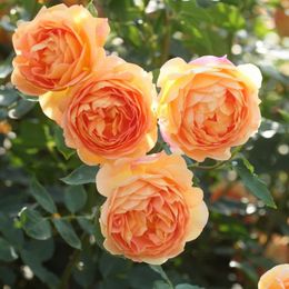 David Austin Lady of Shalott Rose bush or climbing