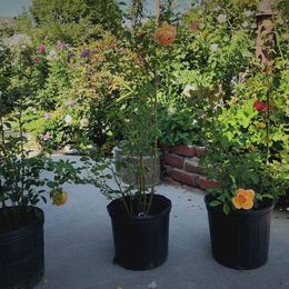 David Austin Lady of Shalott Rose bush or climbing