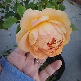 David Austin Lady of Shalott Rose bush or climbing