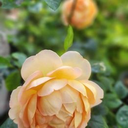 David Austin Lady of Shalott Rose bush or climbing