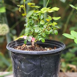 David austin Wedgwood climbing rose stong own rooted in 2 gallon pot