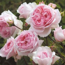 David austin Wedgwood climbing rose stong own rooted in 2 gallon pot