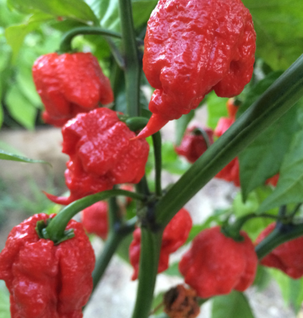 Carolina reaper ( ghost) pepper plant in 1 gallon pot